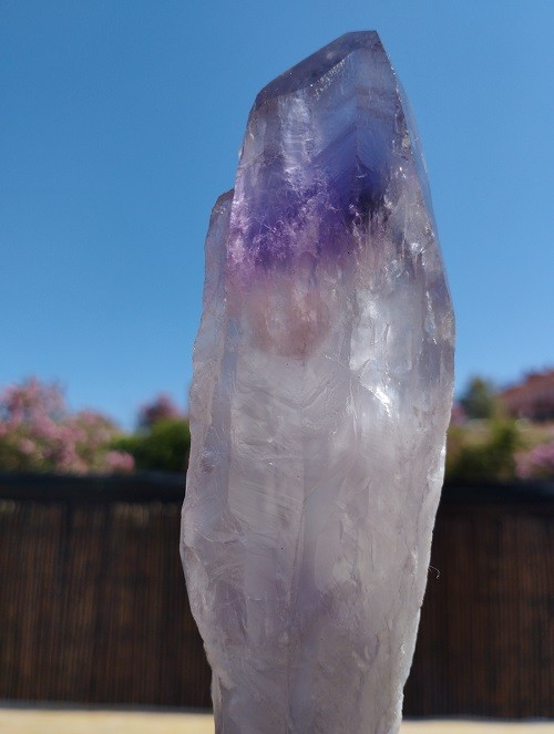 CETRO DE AMATISTA MAESTRO FANTASMA